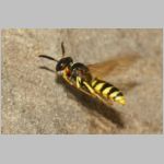 Philanthus triangulum - Bienenwolf w39c beim Nestanflug - Sandgrube OS-Wallenhorst.jpg